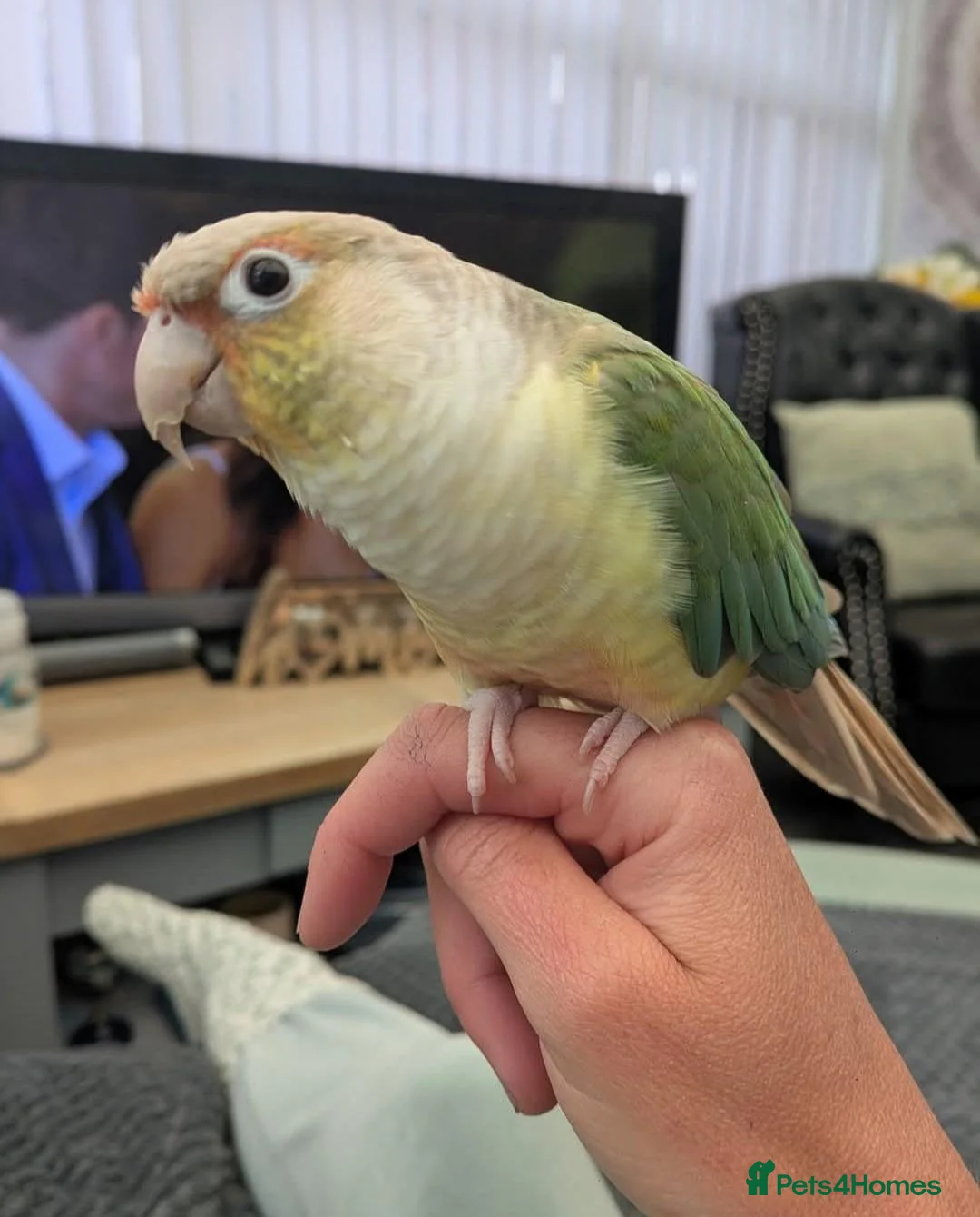 Conures birds for sale: Conure Parrot in Runcorn - Advert 2