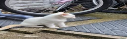 Mixed Breed cats for sale: 4 Gorgeous and playful kittens - Advert 16