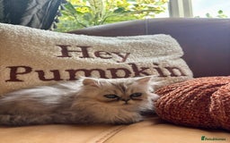 Persian cats for sale: Beautiful Pedigree Persians  - Image 23