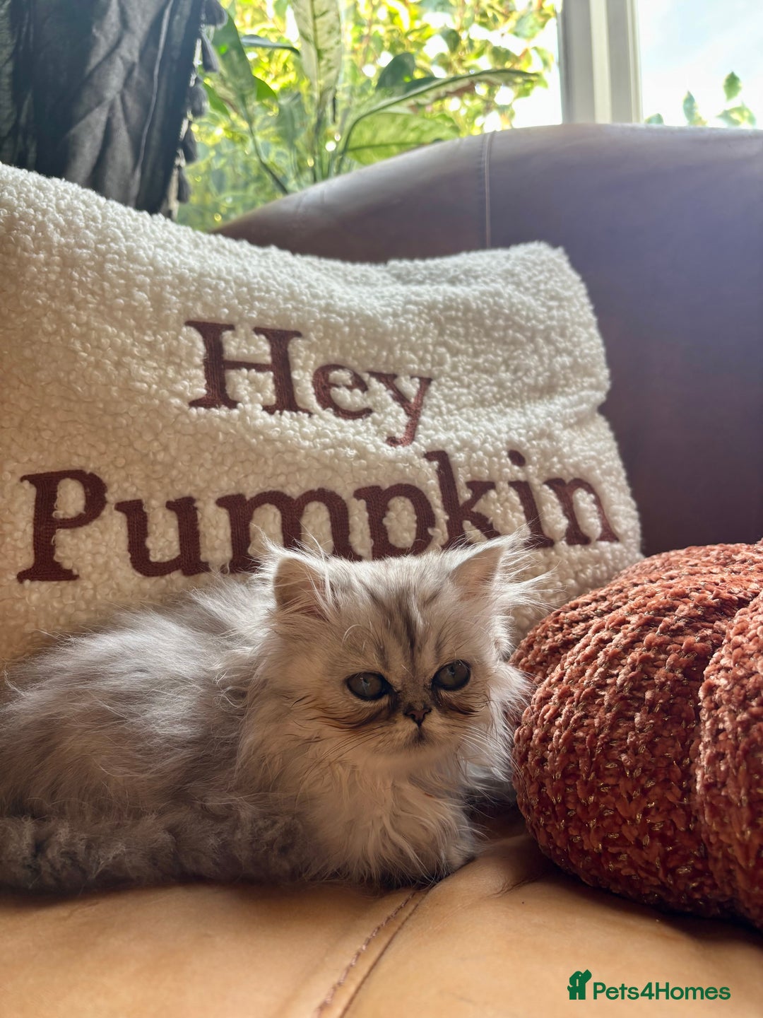 Persian cats for sale: Beautiful Pedigree Persians  - Image 23