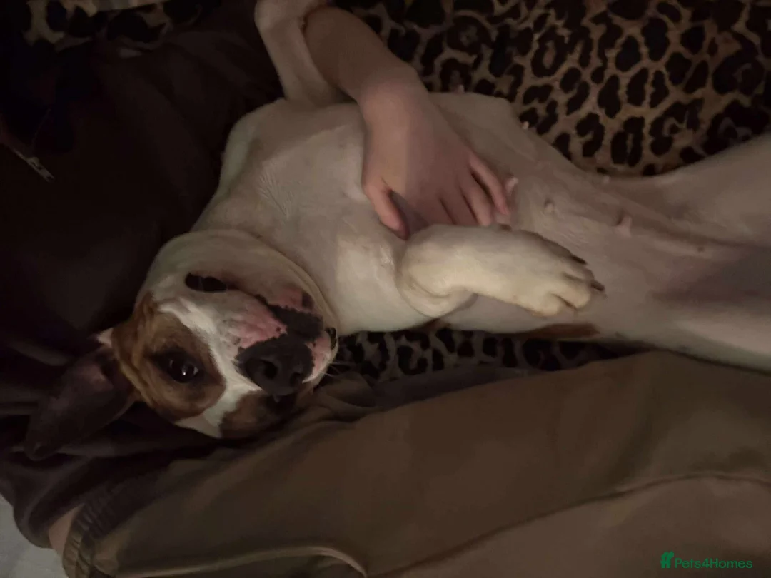 Staffordshire Bull Terrier dogs for adoption: Leia - Norwich Norfolk  - Advert 8