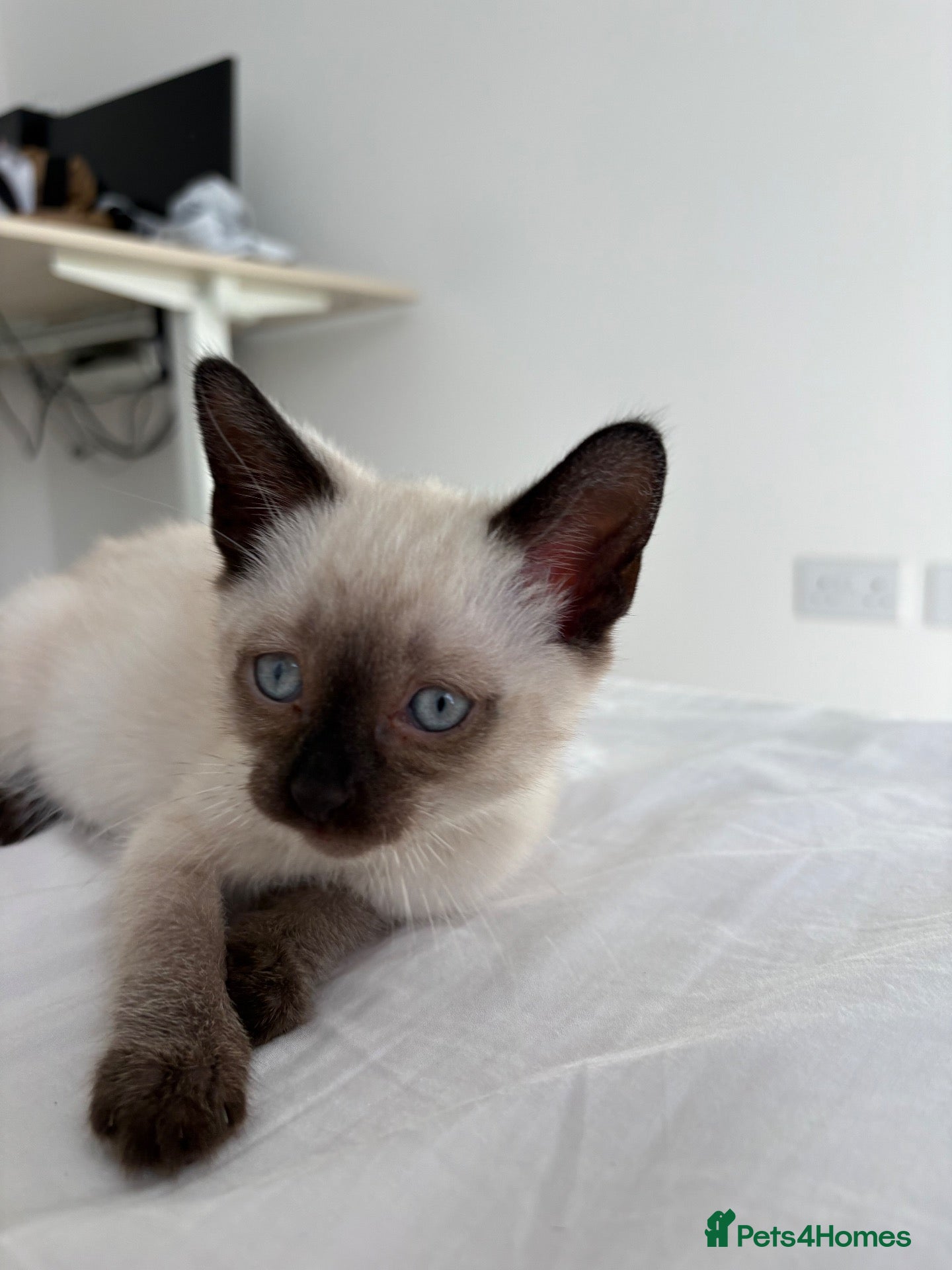 Siamese cats Siamese Kittens  - Advert 7