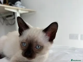 Siamese cats Siamese Kittens - Advert 7