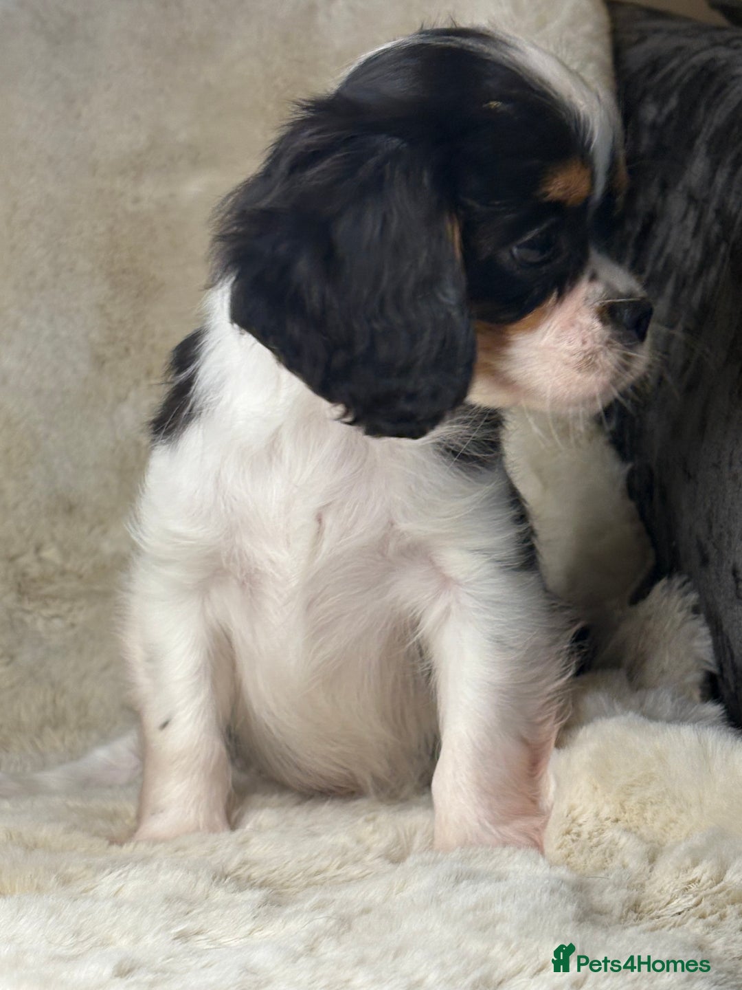 Cavalier King Charles Spaniel dogs for sale: Health tested cavalier puppies  - Advert 29