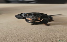 Miniature Dachshund dogs for stud: Miniature Dacshund STUD -FULLY HEALTH & DNA TESTED - Image 4