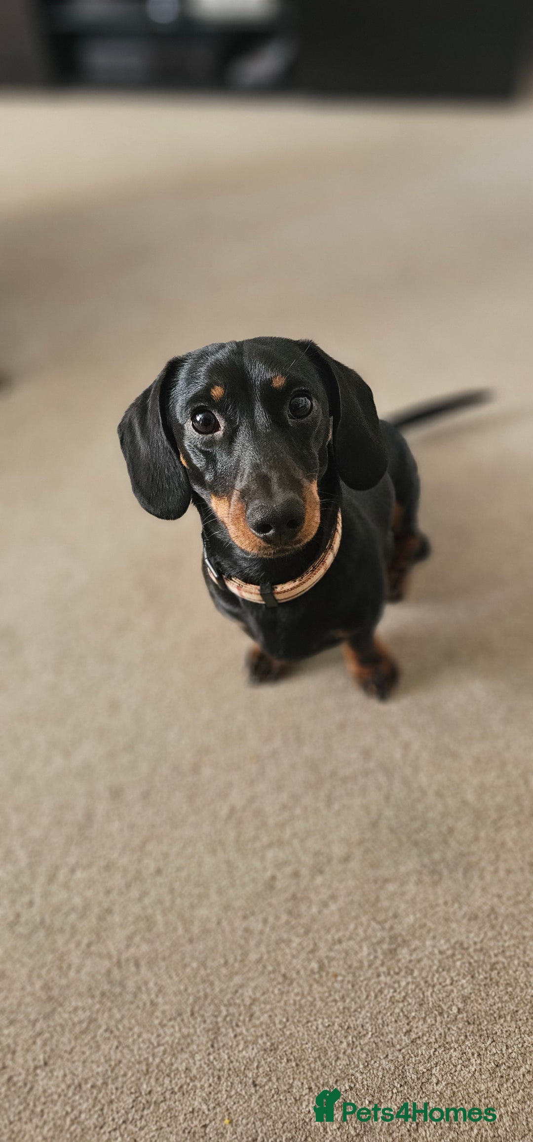 Miniature Dachshund dogs for stud: Miniature Dacshund STUD -FULLY HEALTH & DNA TESTED - Image 4