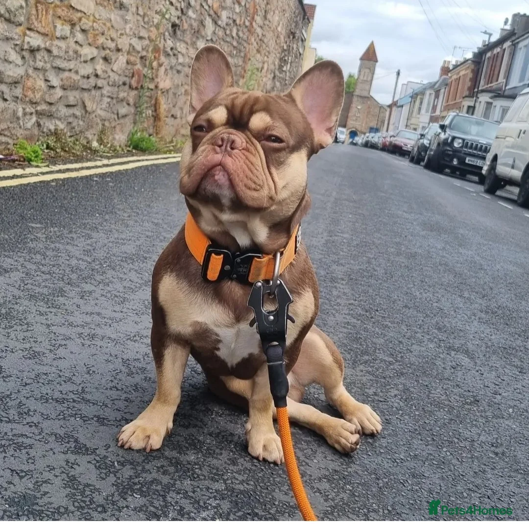 French Bulldog dogs for stud: NEW SHADE ROJO AND TAN FOR STUD in Liverpool - Advert 6