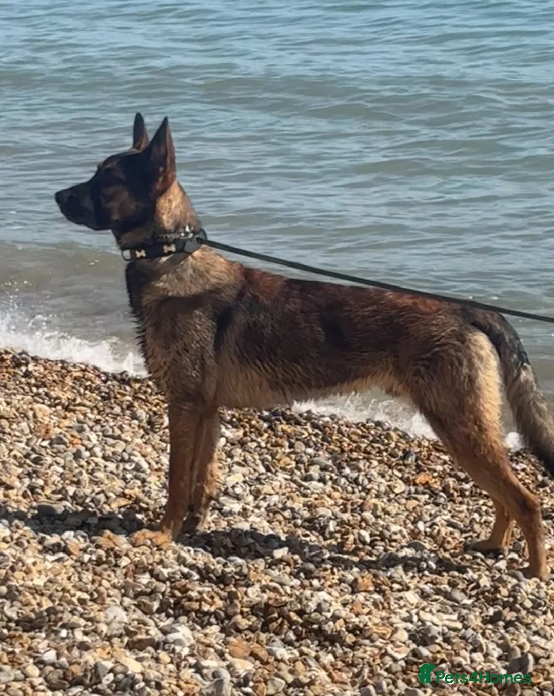 Mixed Breed dogs for sale: Milo needs home - Advert 2