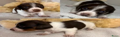 Dachshund 2