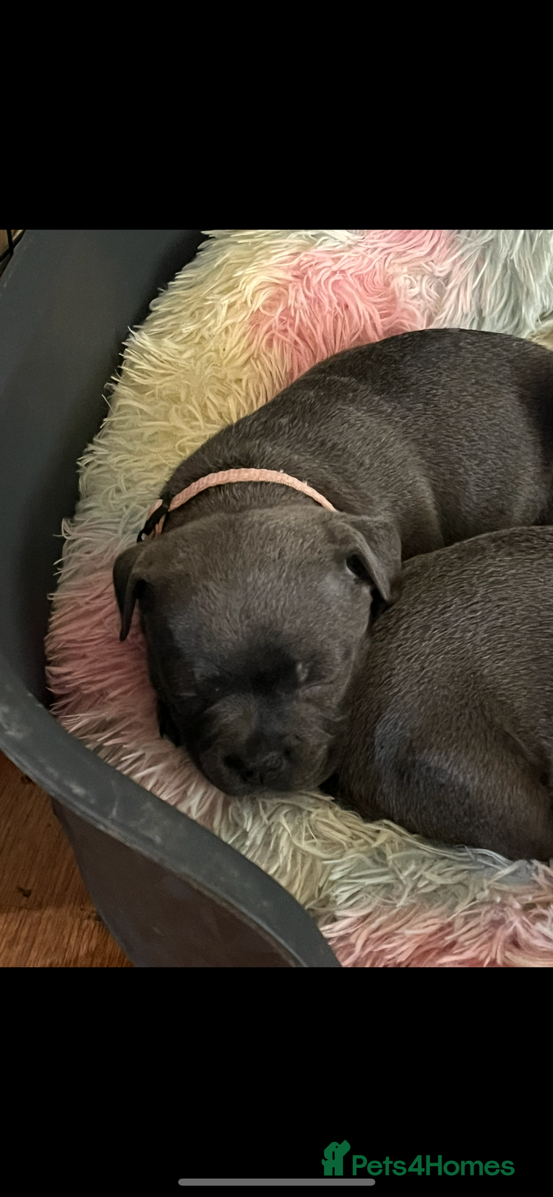 Staffordshire Bull Terrier dogs for sale: One girl KC and DNA health tested  - Advert 6