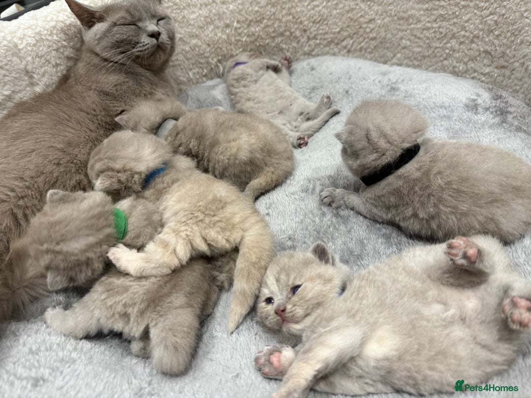 British Shorthair cats for sale: Champions bloodline British Shorthair Kittens! 🐾  - Image 6