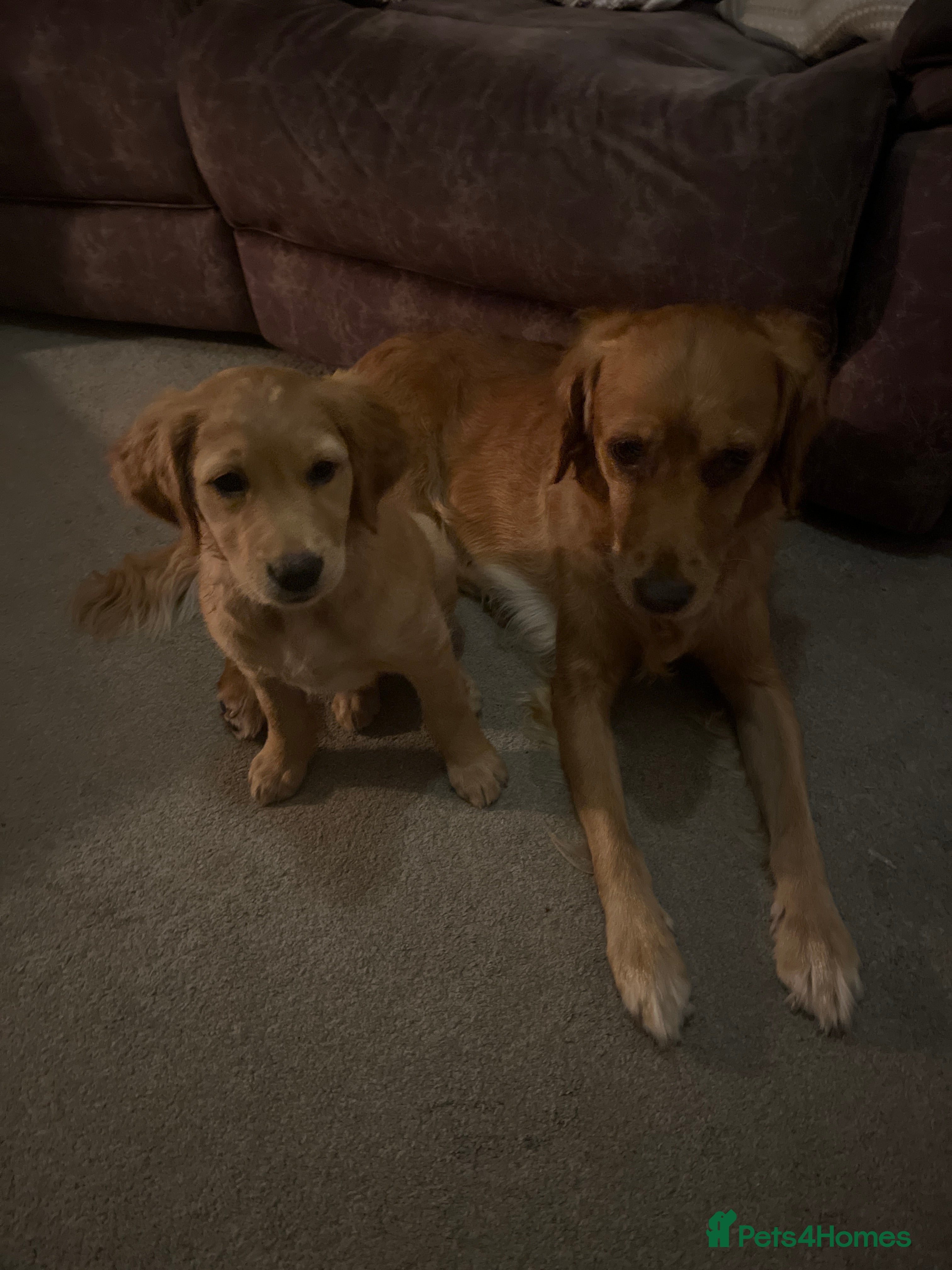 Golden Retriever dogs for sale: Beautiful family raised fox red golden retriever.  - Advert 22