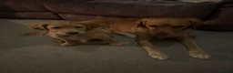 Golden Retriever dogs for sale: Beautiful family raised fox red golden retriever.  - Advert 1