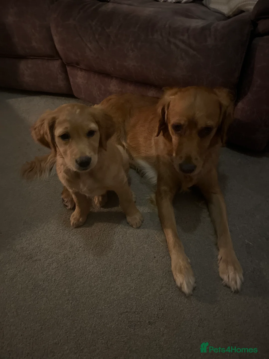 Golden Retriever dogs for sale: Beautiful family raised fox red golden retriever.  - Advert 1