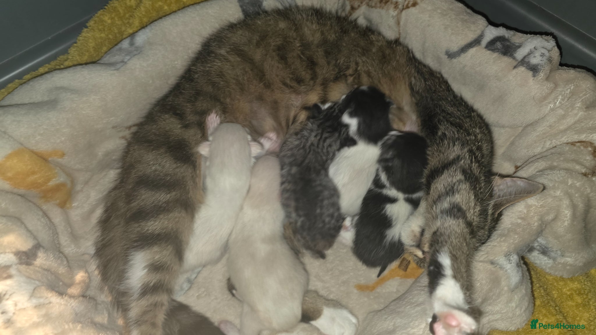 Egyptian Mau cats 1/4 Egyptian Mau kittens - Advert 9