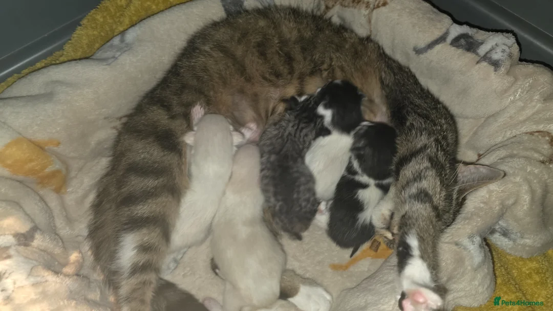 Egyptian Mau cats for sale: 1/4 Egyptian Mau kittens in Portland - Advert 1