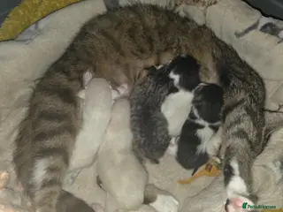 Egyptian Mau cats 1/4 Egyptian Mau kittens - Advert 3