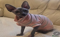 Sphynx cats for sale: FEMALE SPHYNX CAT - Image 7