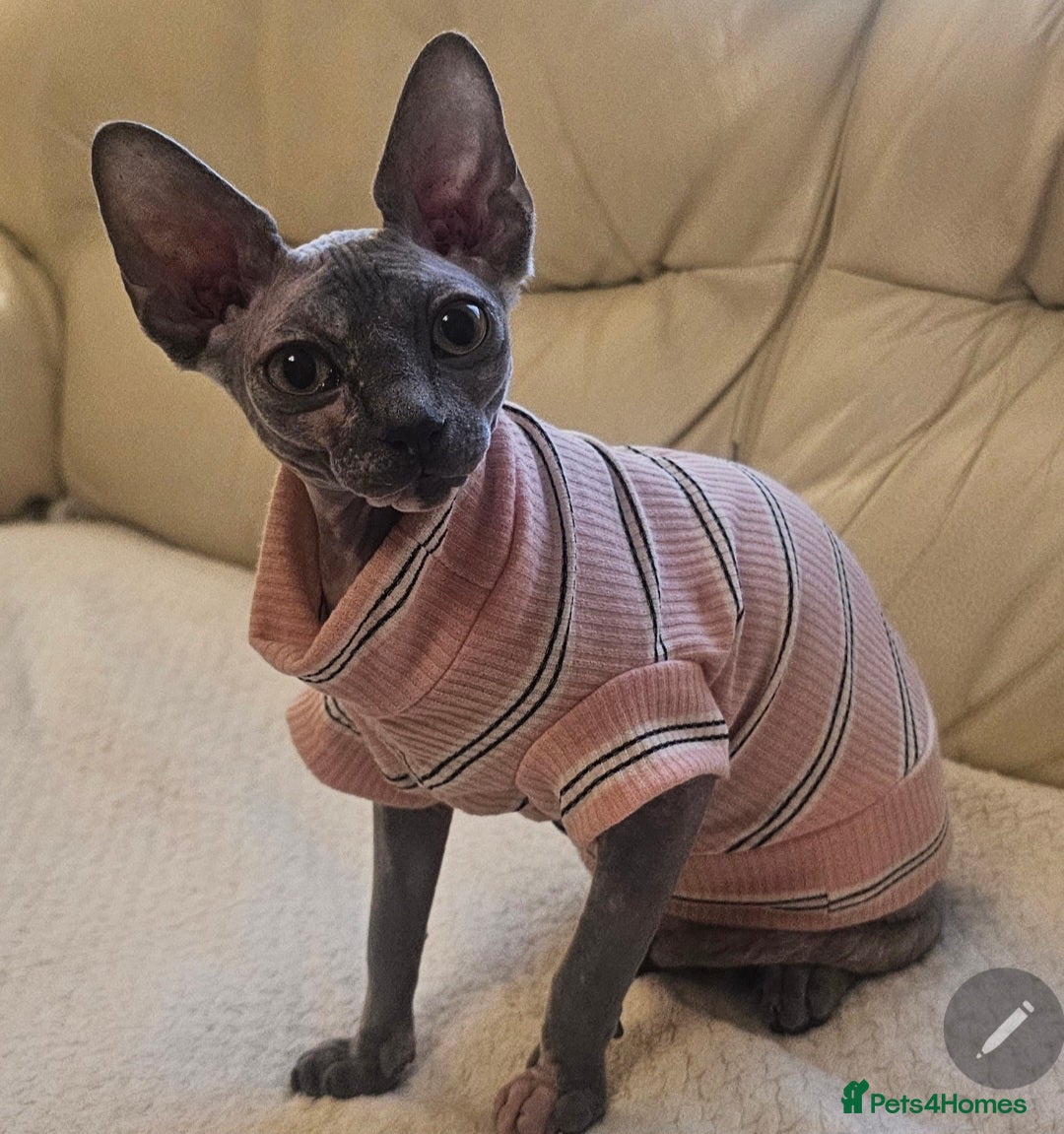 Sphynx cats for sale: FEMALE SPHYNX CAT - Image 7