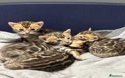 Bengal cats for sale: Amazing brown rosetted Bengal girl kittens - Image 12