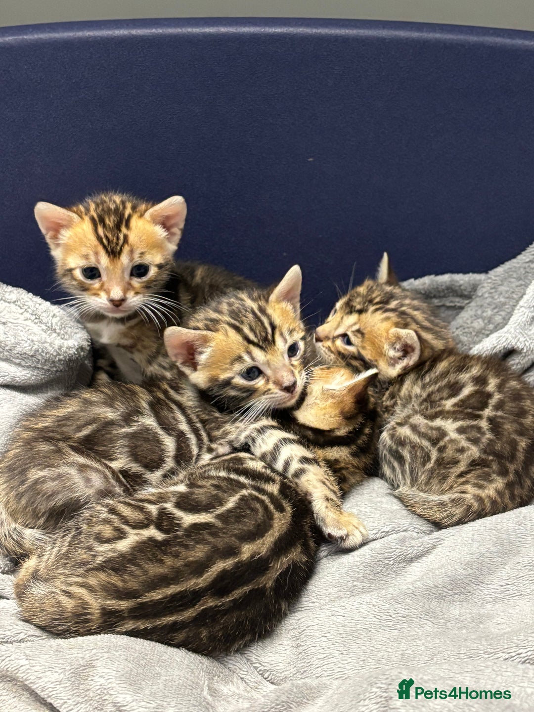 Bengal cats for sale: Amazing brown rosetted Bengal girl kittens - Image 12