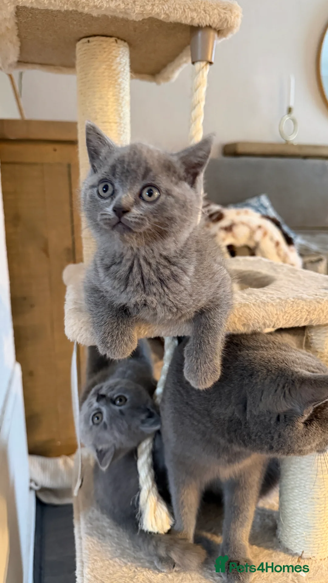 British Shorthair cats for sale: British Shorthair  - Advert 4