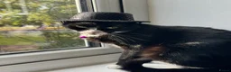 Mixed Breed cats for sale: Gully xx in Manchester - Advert 4