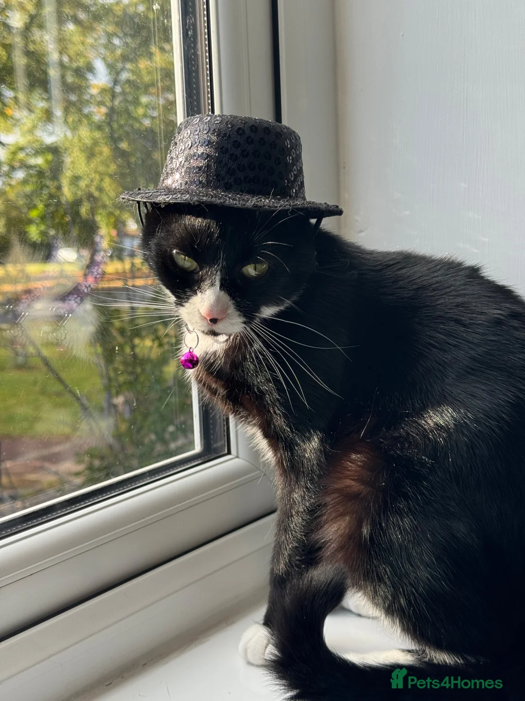 Mixed Breed cats for sale: Gully xx in Manchester - Advert 4