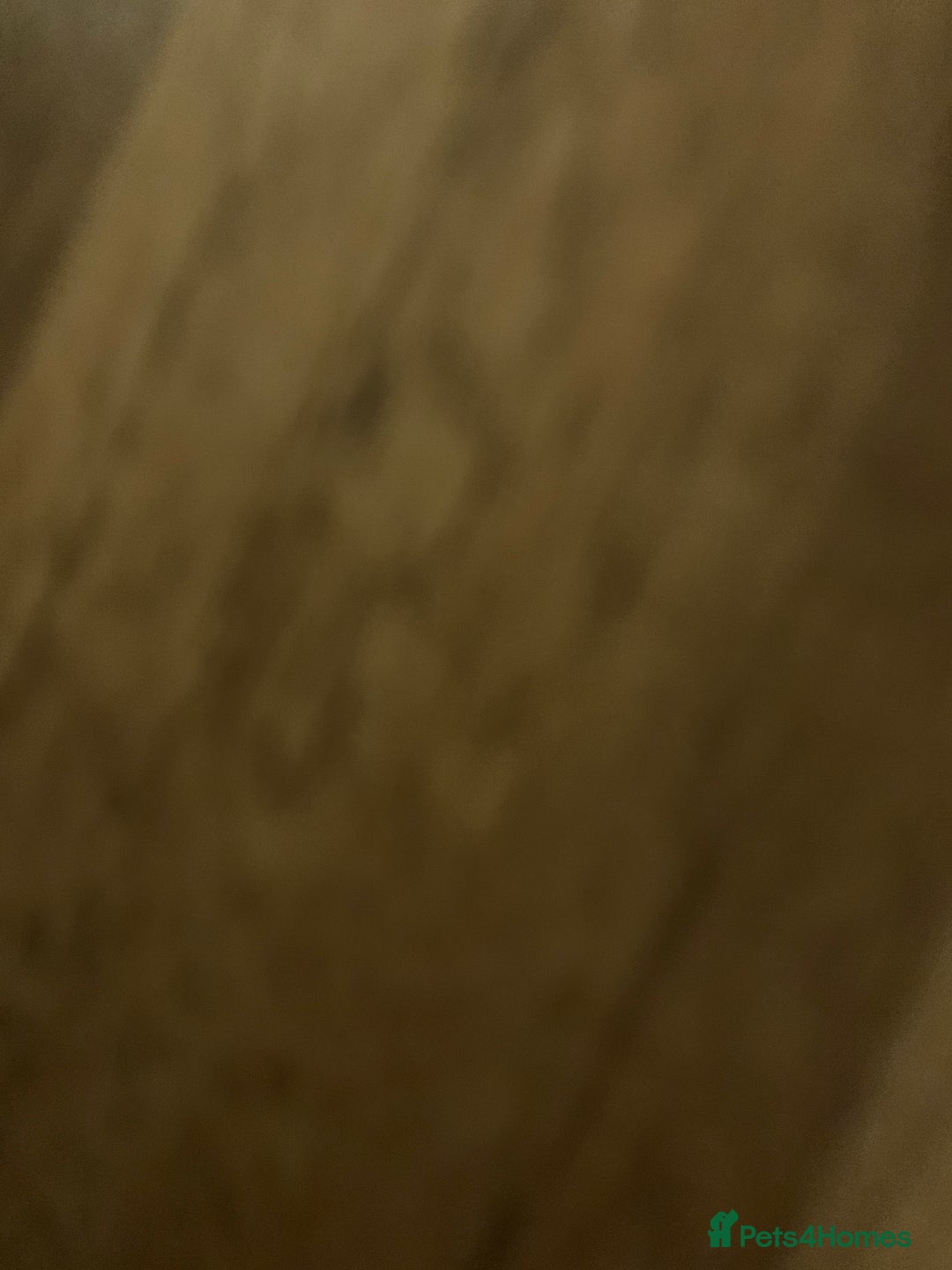 Cockapoo dogs for sale: Cockapoo - Advert 8