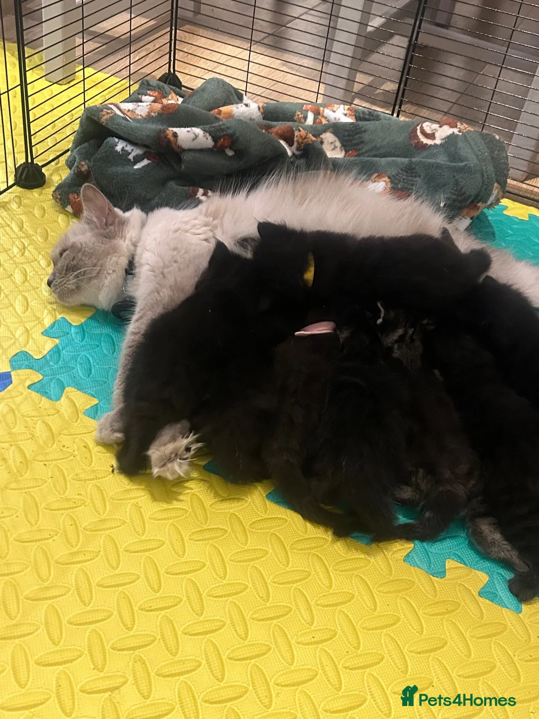 Mixed Breed cats for sale: 8 Beautiful Ragdoll Cross Kittens 🐾 - Advert 9