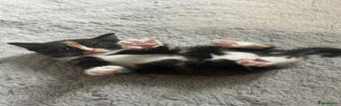 Calico kitten 