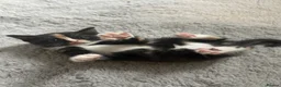 Mixed Breed cats for sale: Beautiful female kittens  - Advert 3