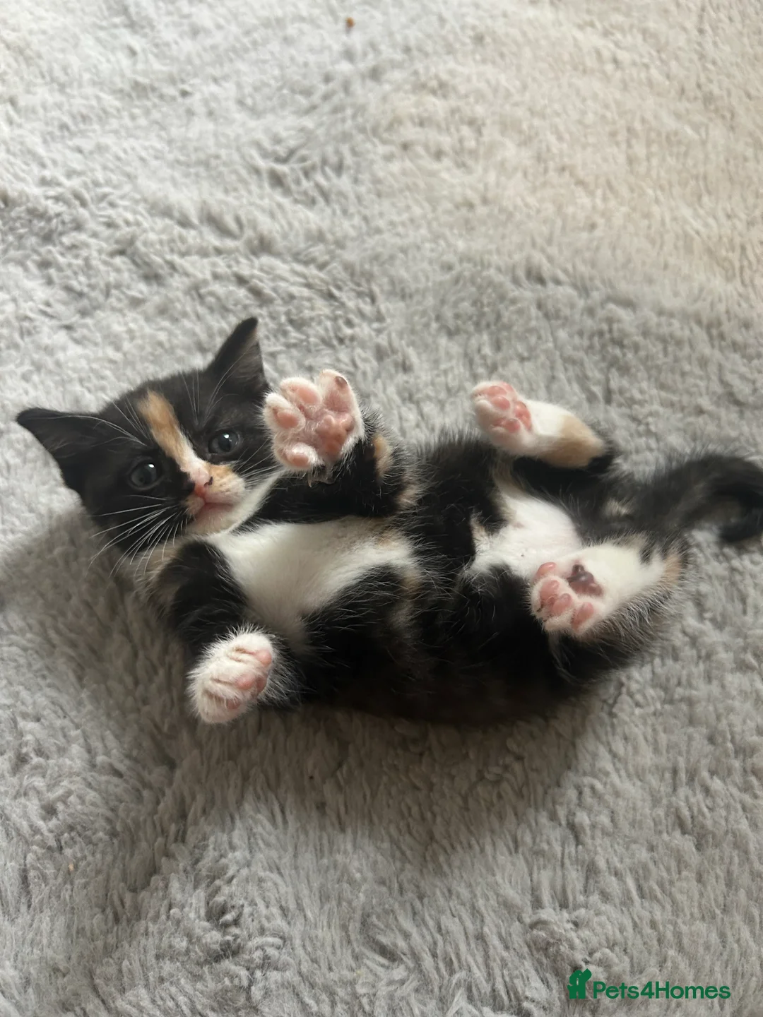 Mixed Breed cats for sale: Beautiful female kittens  - Advert 3