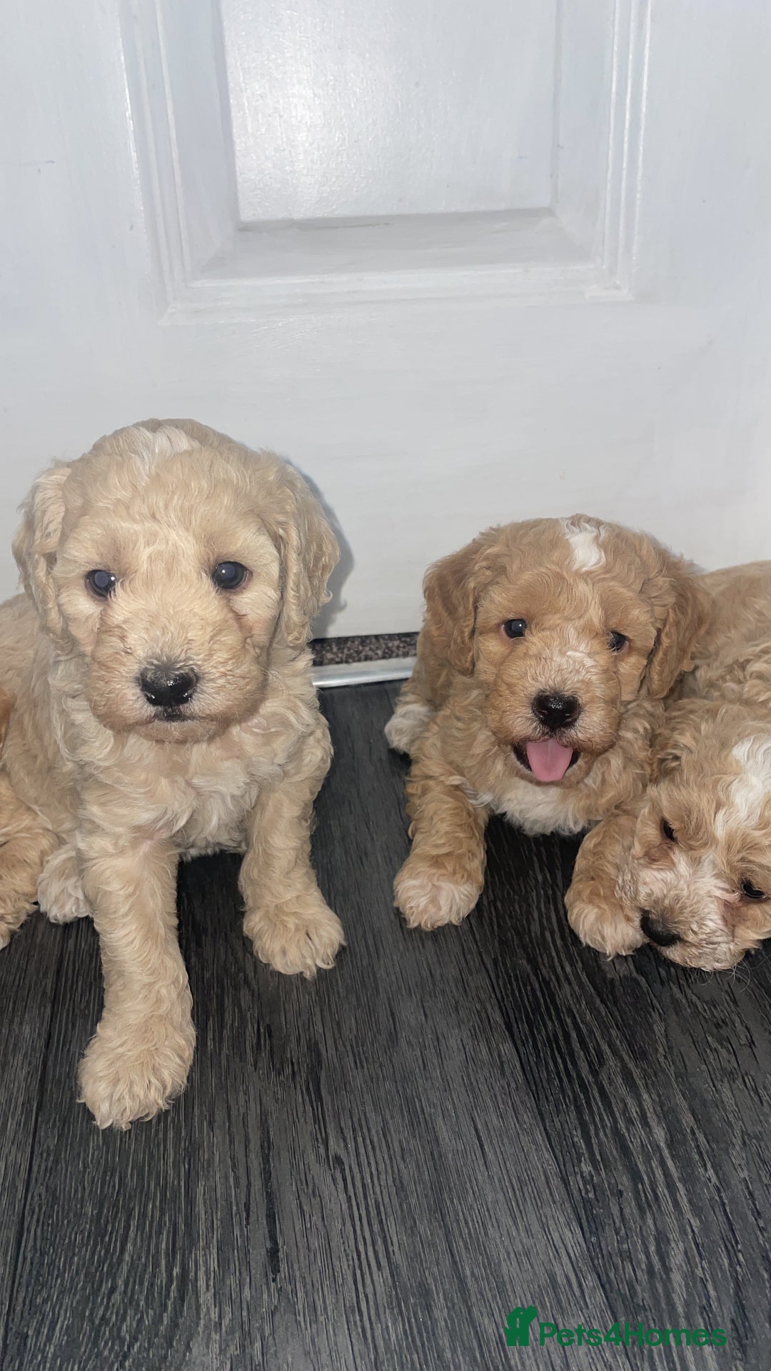 Miniature Poodle dogs for sale: Miniature poodle puppies  - Image 13