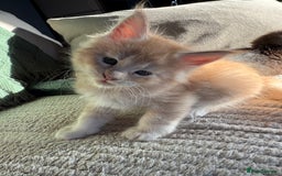 Maine Coon cats for sale: Tica registered Maine Coons from champion lines  - Image 1