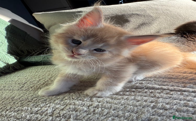 Maine Coon cats - Advert 6