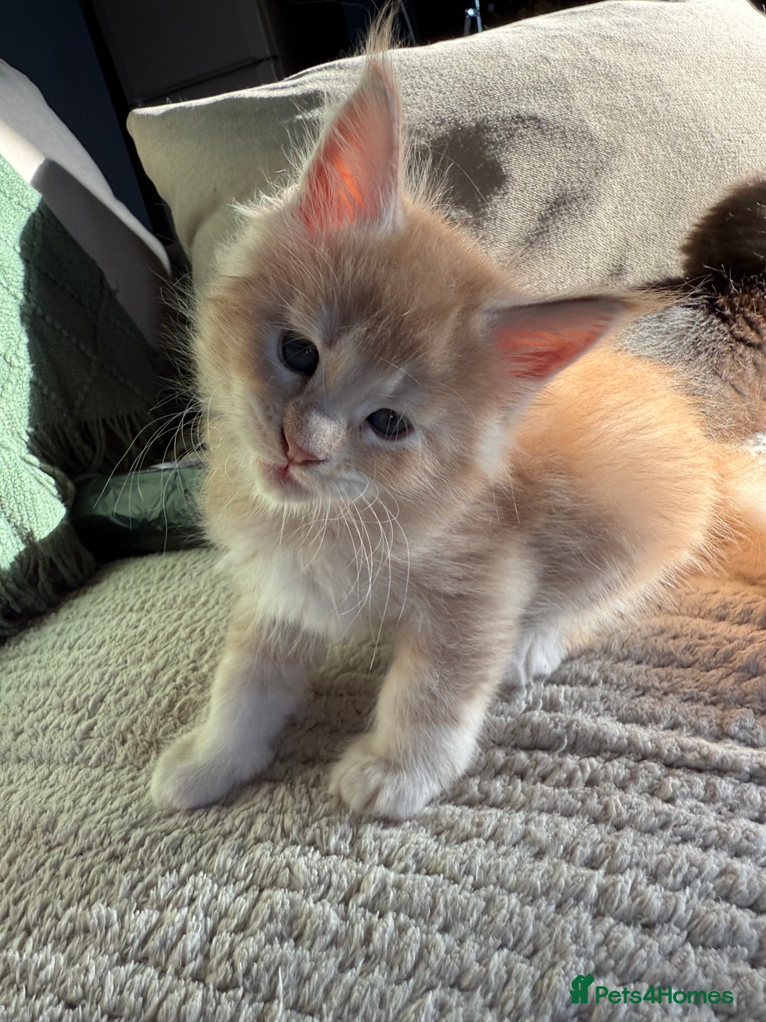 Maine Coon cats for sale: Tica registered Maine Coons from champion lines  - Image 1