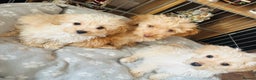 Jackapoo dogs for sale: F1b Jackapoo puppies for sale  - Advert 5