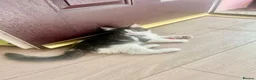 Maine Coon cats for sale: Stunning MaineCoon Kitten–Champion Bloodline - Advert 7