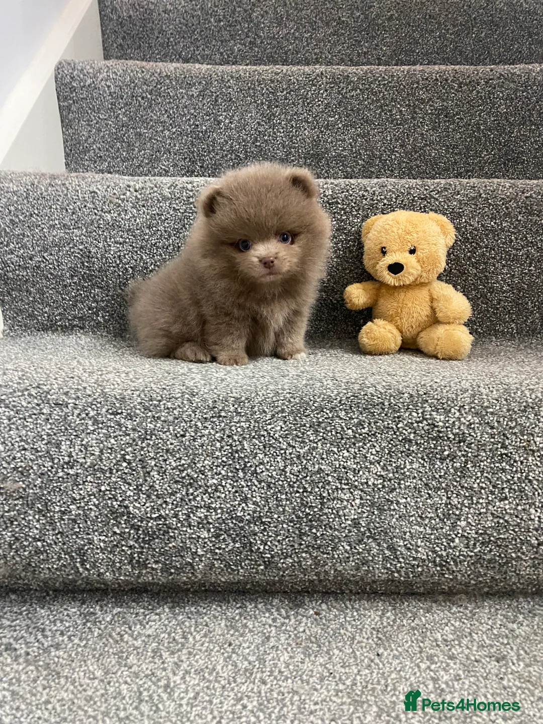 Pomeranian dogs for stud: 🏆 LOTS of champion lines, tiny teddy bear 🧸 in Leeds - Advert 17