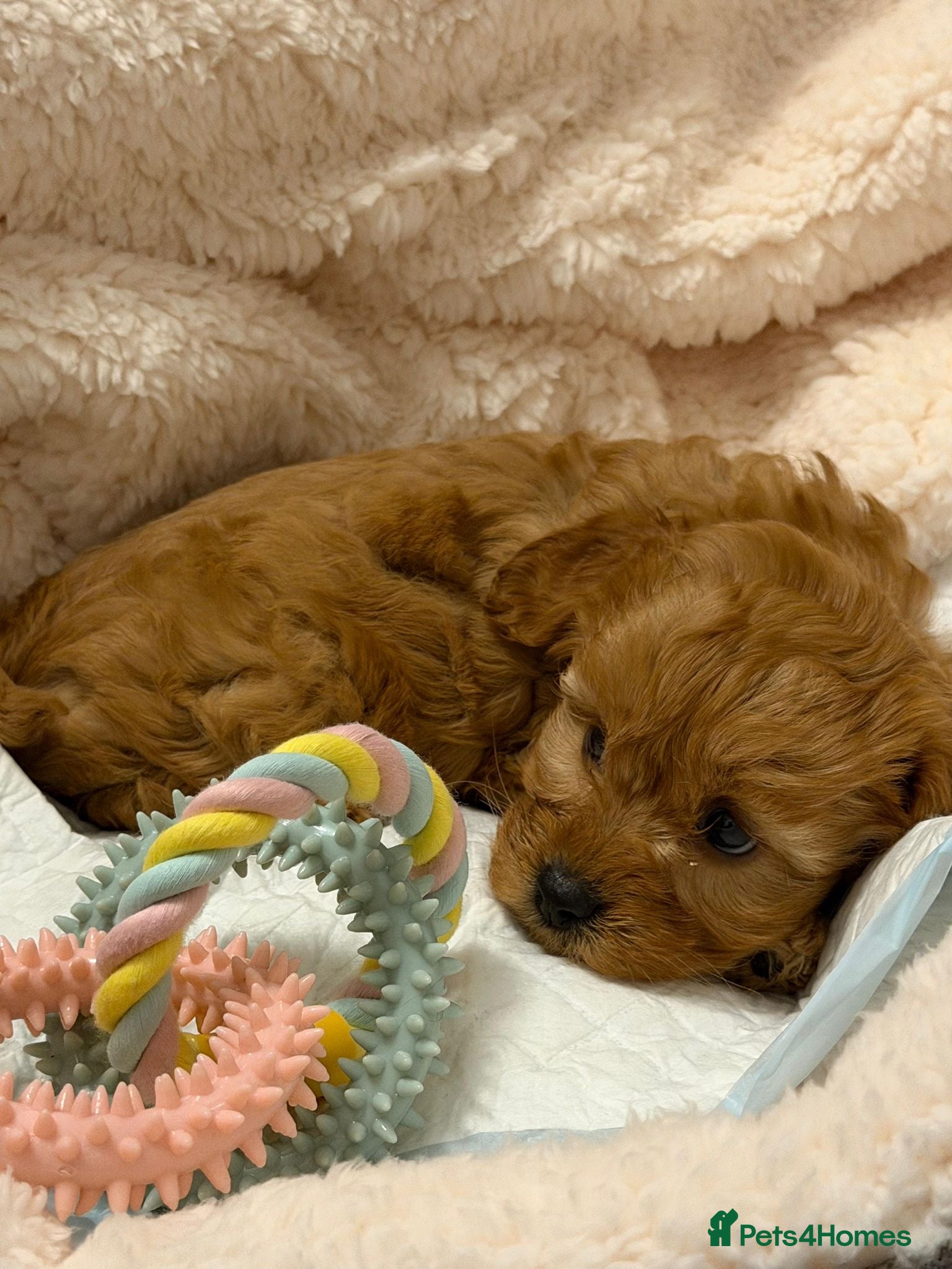 Cavapoo dogs Stunning male F1 Cavapoo for sale - Advert 1