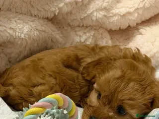 Cavapoo dogs Stunning male F1 Cavapoo for sale - Advert 1