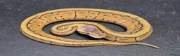 Python Snake reptiles for sale: UPDATED Various Ball Python Hatchlings - Advert 13