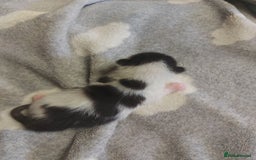 Mixed Breed cats for sale: 4 beautiful kittens - Image 4