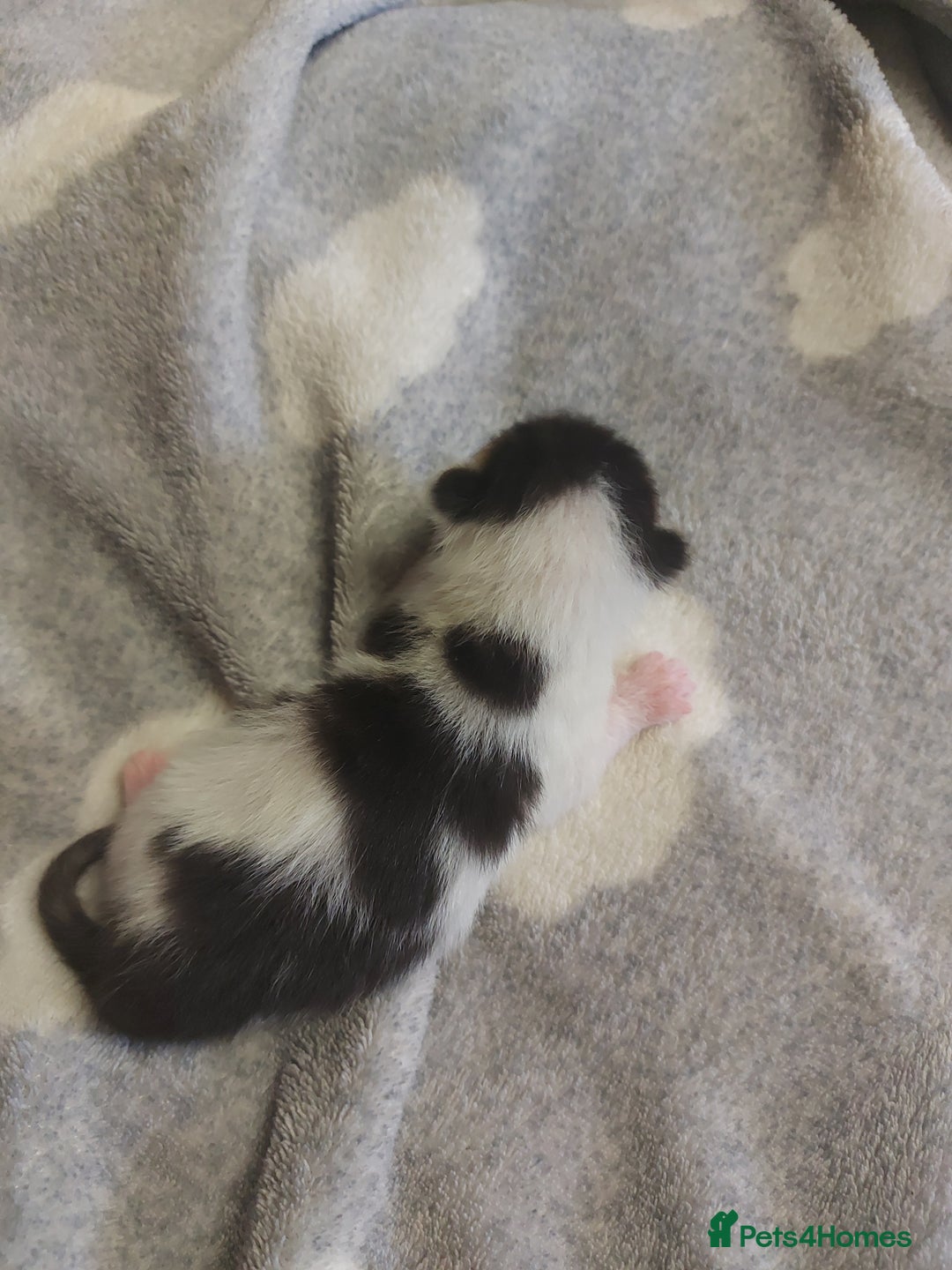 Mixed Breed cats for sale: 4 beautiful kittens - Image 4