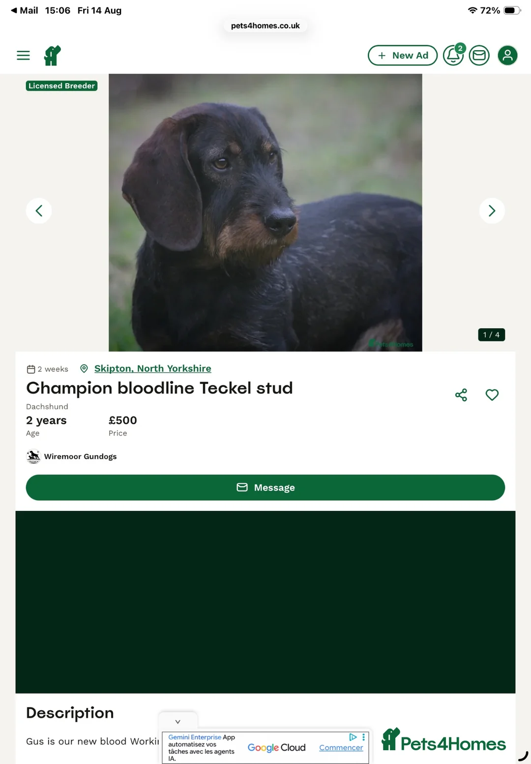 Dachshund dogs for sale: Teckel Arthur  - Advert 2