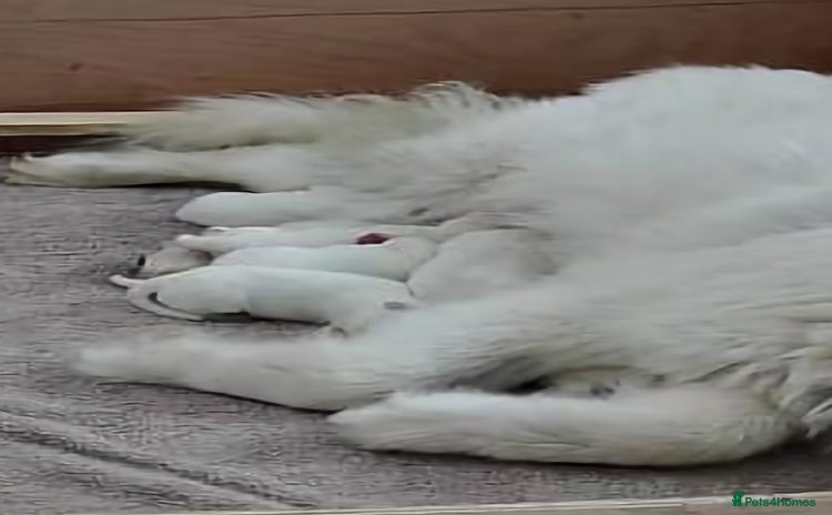 Samoyed dogs - Advert 1
