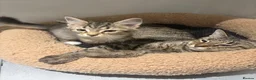 Mixed Breed cats for sale: 🔥Last Girl 💥mixed breed babies - Advert 3