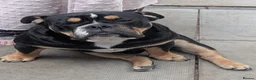Mixed Breed dogs for sale: Nebbr registered male pup 9 months old - Advert 6