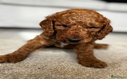 Cockapoo dogs for sale: Beautiful Cockapoo F2 puppies  - Image 9
